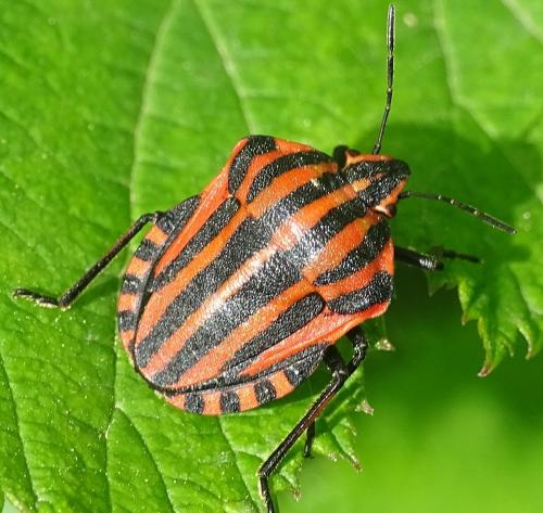 Réf. 273 847 : Graphosoma italicum